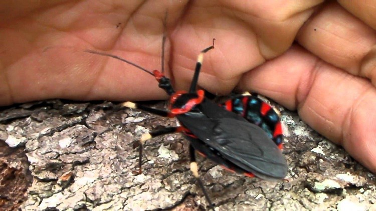 assassin bug biting